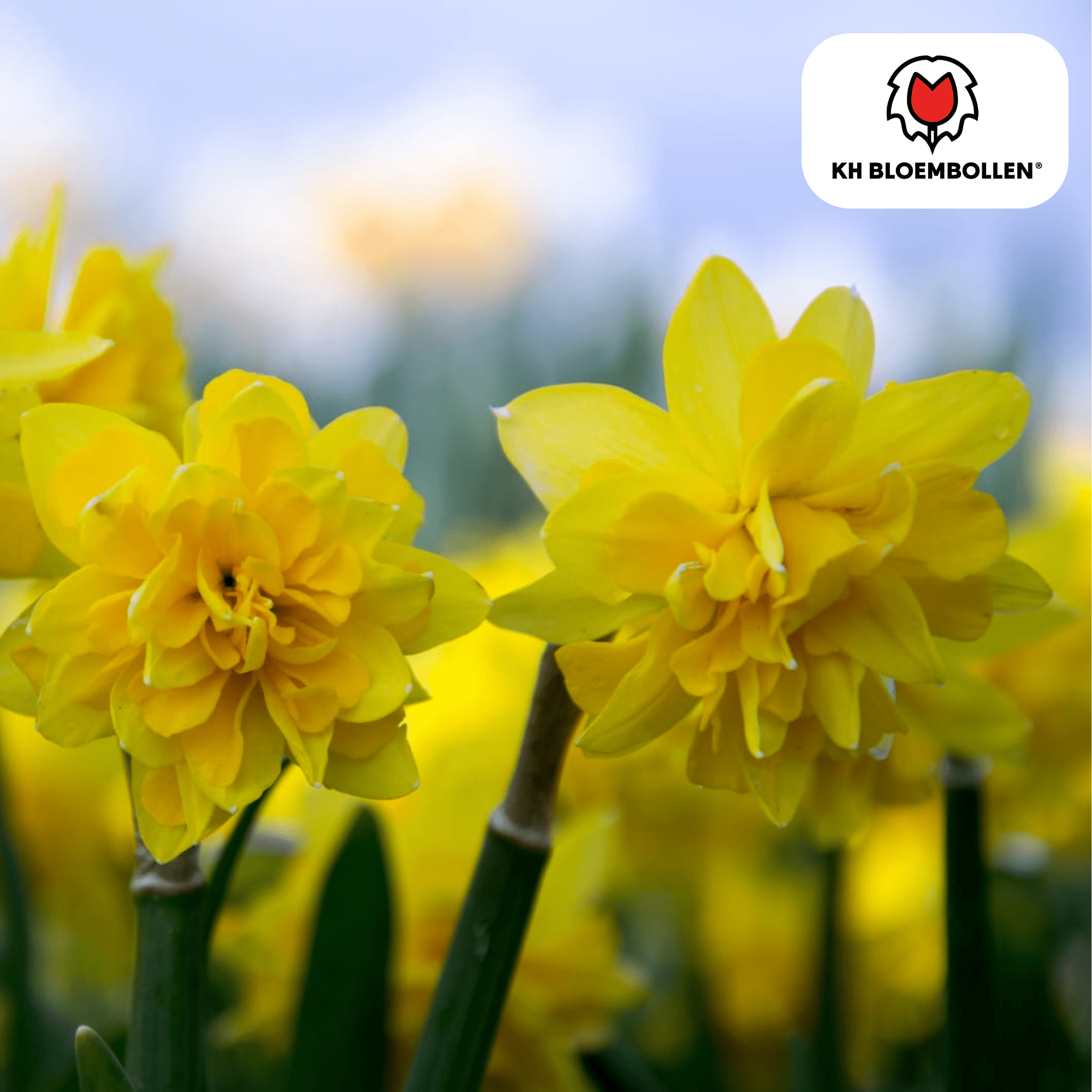 Narcis (25 stuks) – zonnig & betrouwbaar - Happy City Plants