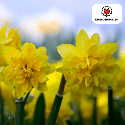 Narcis (25 stuks) – zonnig & betrouwbaar - Happy City Plants