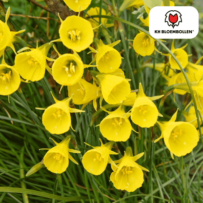 Narcis (25 stuks) – zonnig & betrouwbaar - Happy City Plants