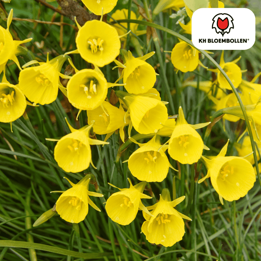 Narcis (25 stuks) – zonnig & betrouwbaar - Happy City Plants