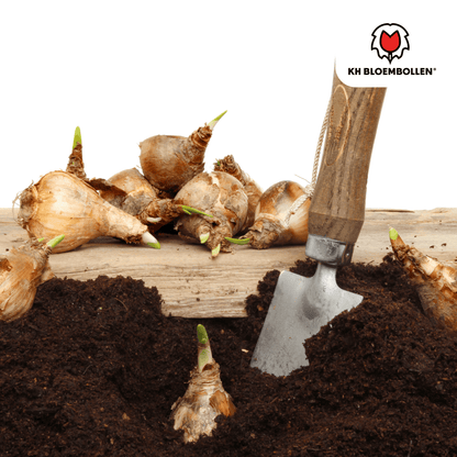 Narcis (25 stuks) – zonnig & betrouwbaar - Happy City Plants