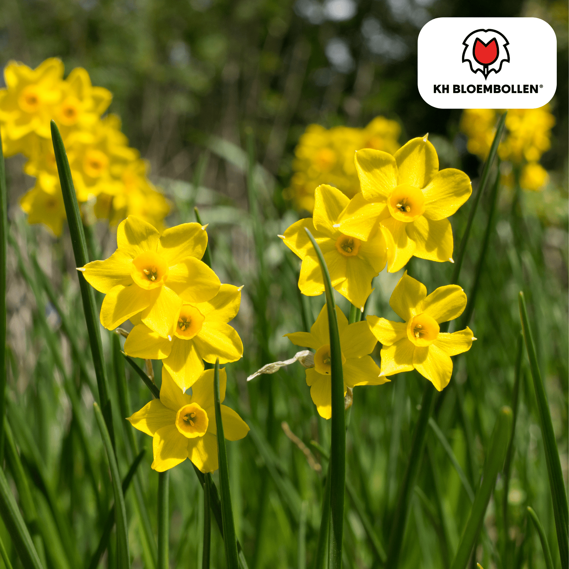 Narcis (25 stuks) – zonnig & betrouwbaar - Happy City Plants