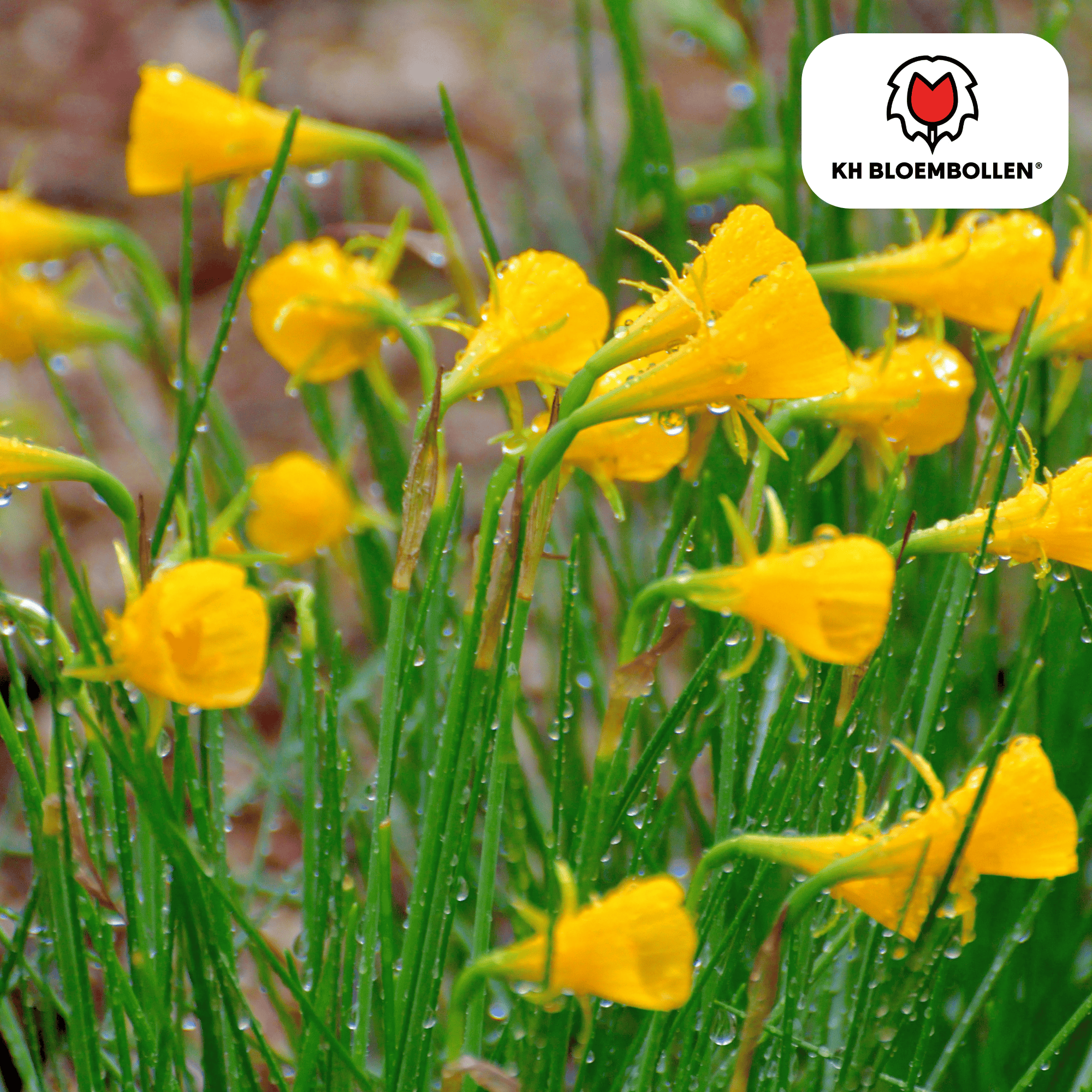 Narcis (25 stuks) – zonnig & betrouwbaar - Happy City Plants
