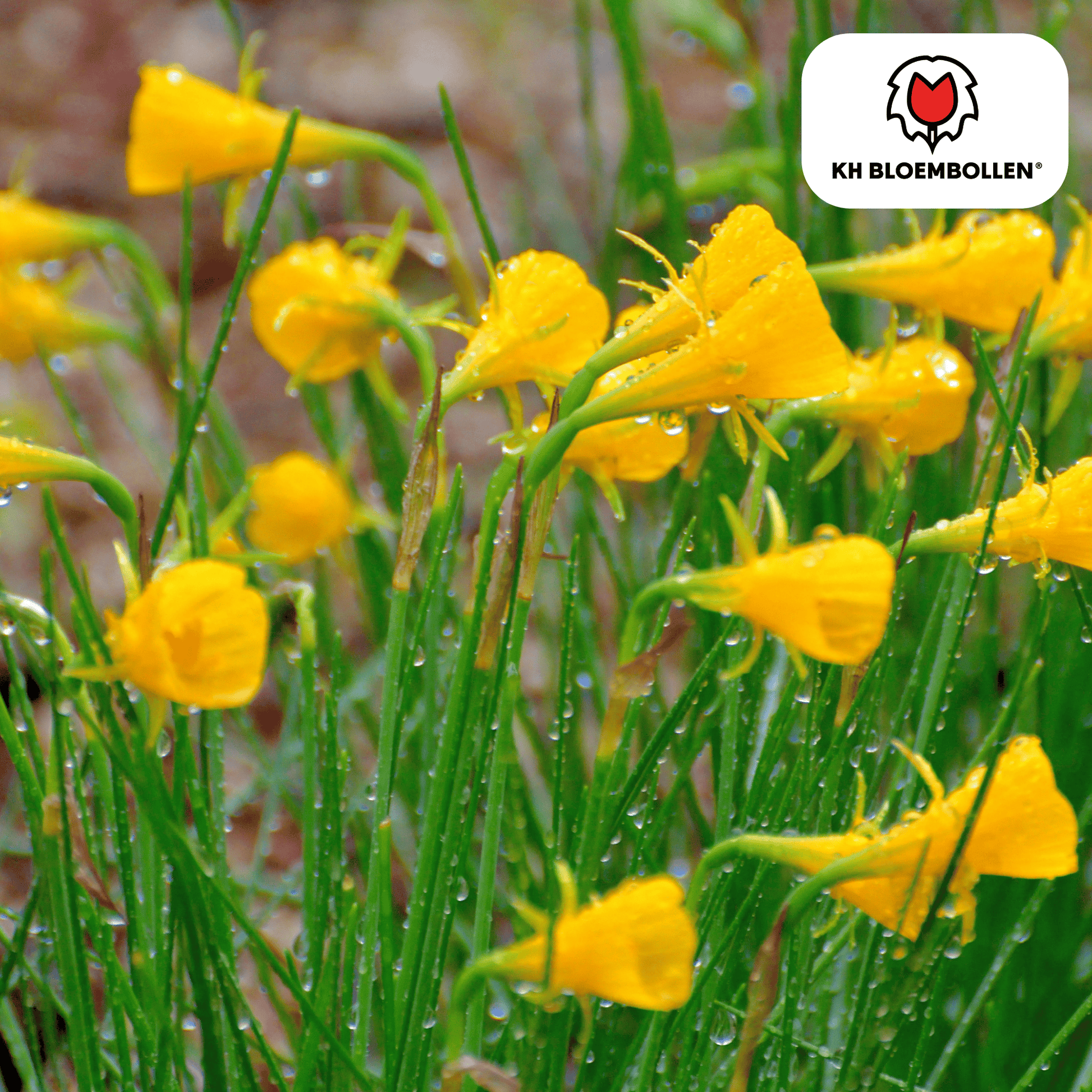 Narcis (25 stuks) – zonnig & betrouwbaar - Happy City Plants