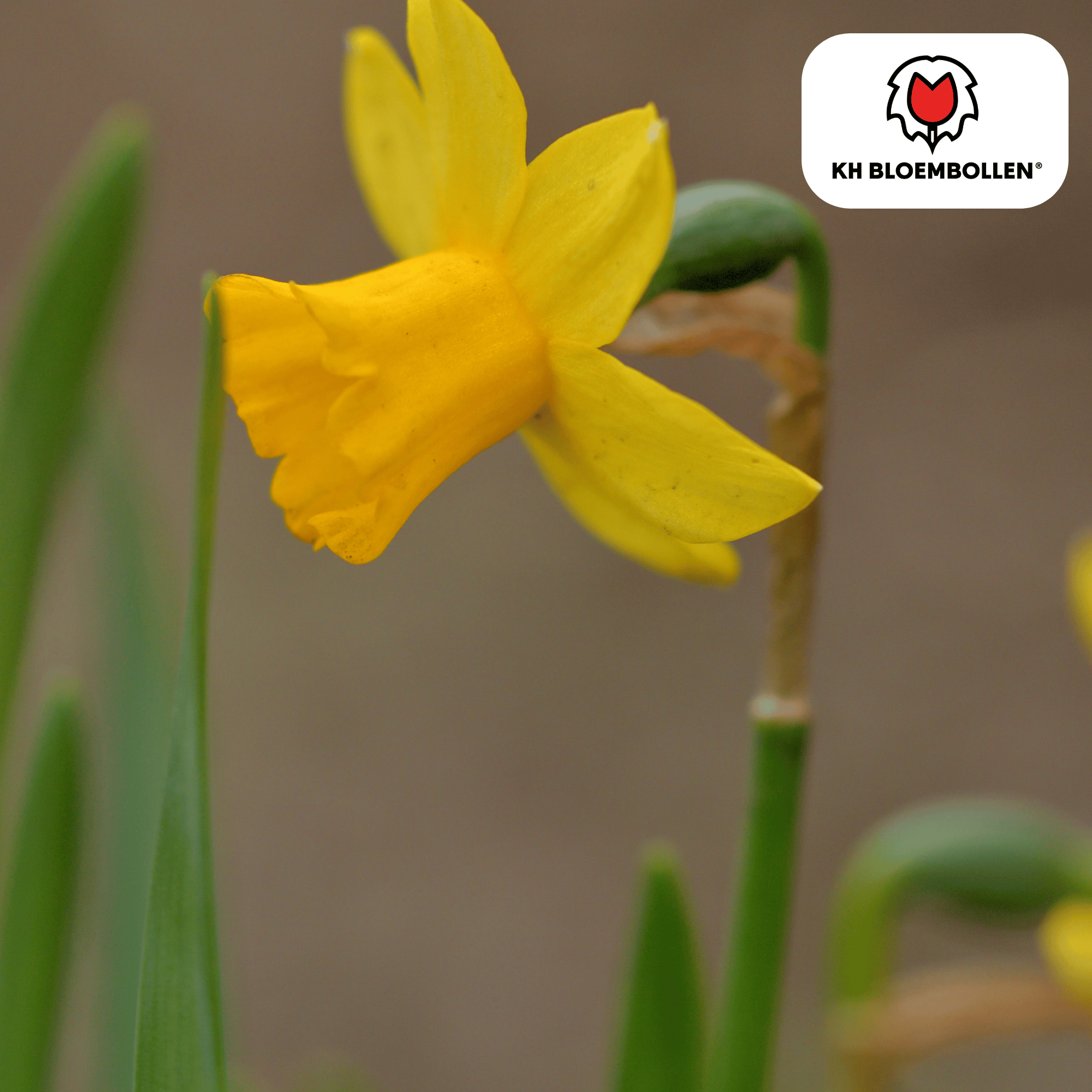 Narcis (25 stuks) – zonnig & betrouwbaar - Happy City Plants