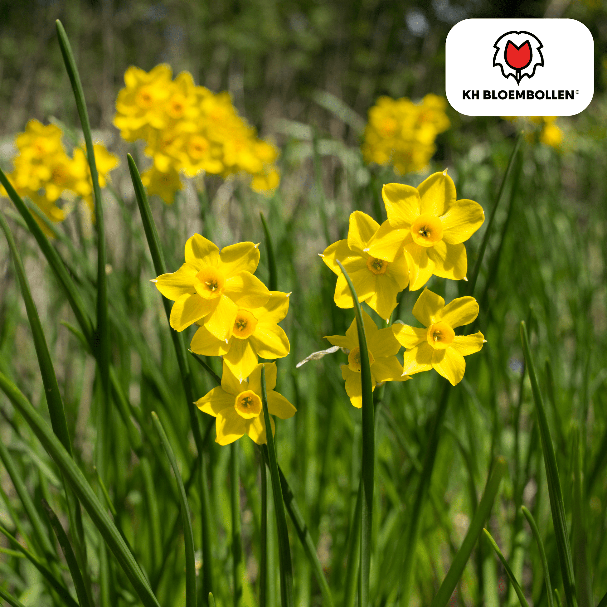 Narcis (25 stuks) – zonnig & betrouwbaar - Happy City Plants
