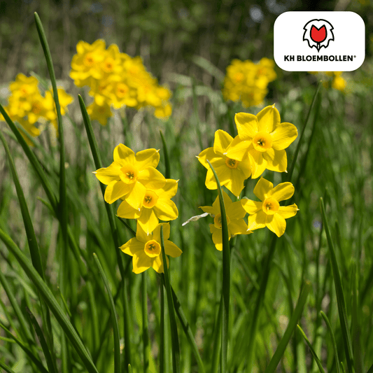 Narcis (25 stuks) – zonnig & betrouwbaar - Happy City Plants