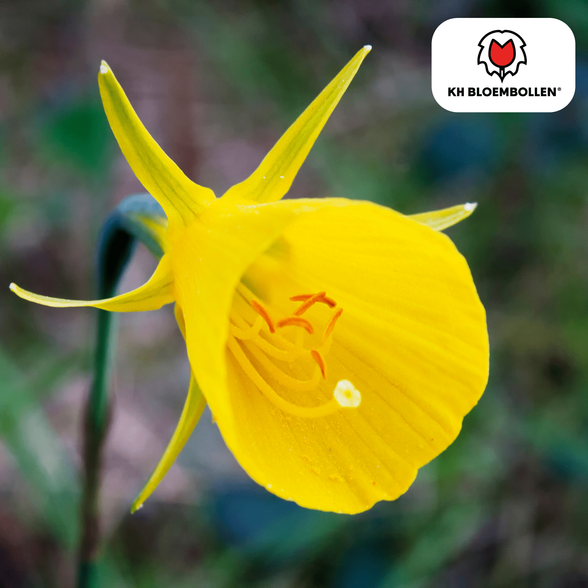 Narcis (25 stuks) – zonnig & betrouwbaar - Happy City Plants