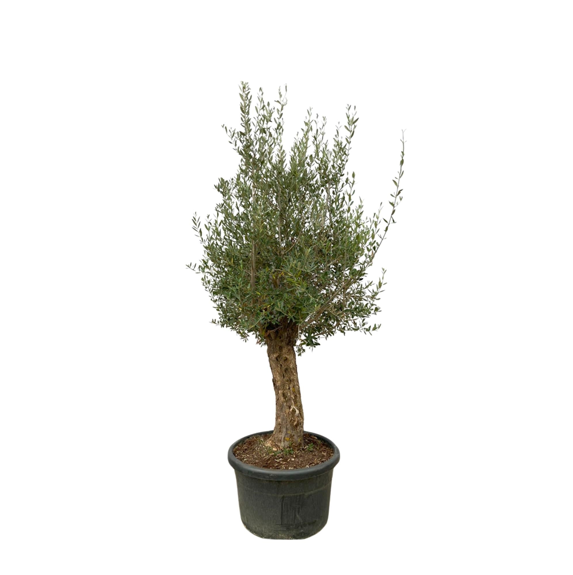 Olea Europaea Bonsai - 250cm - Ø65 - Happy City Plants