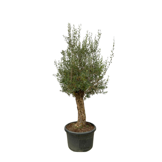 Olea Europaea Bonsai - 250cm - Ø65 - Happy City Plants