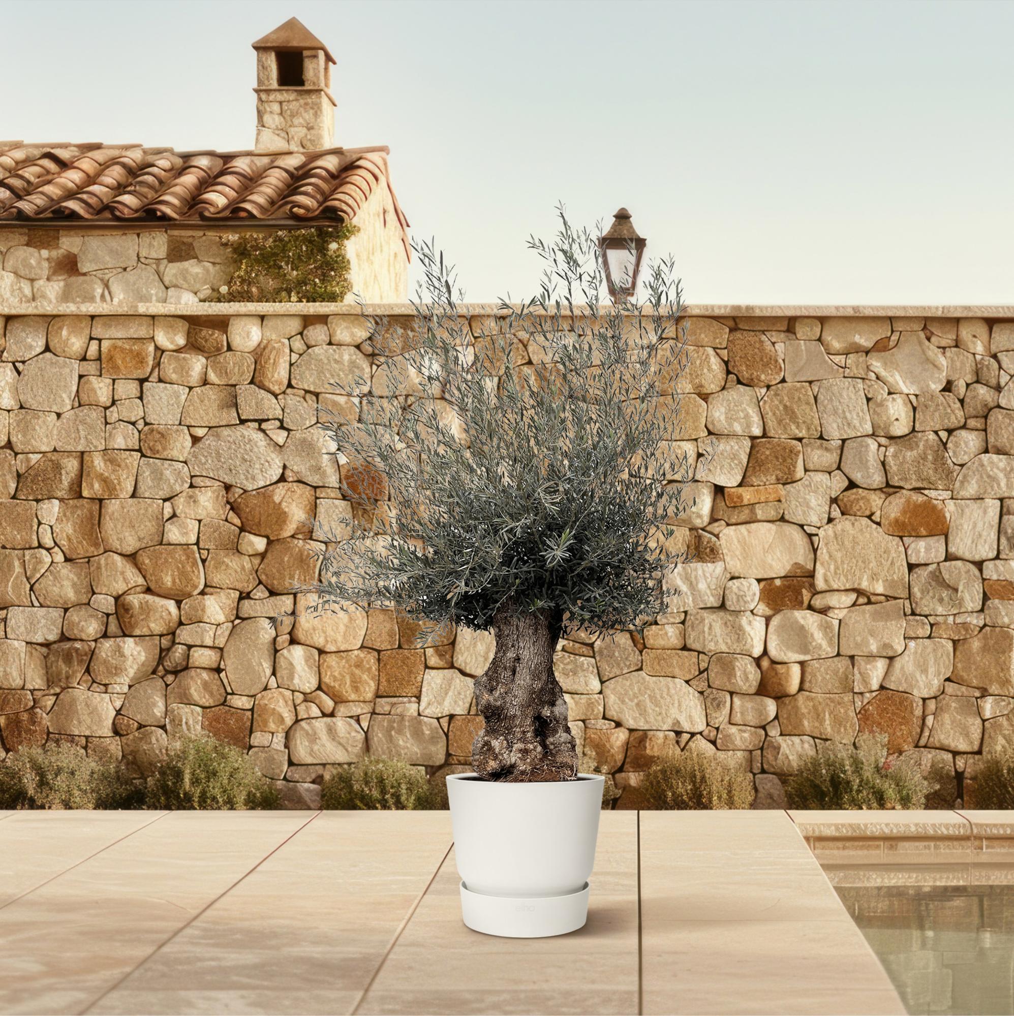 Olea Europaea Bonsai - 270cm - Ø80 - Happy City Plants