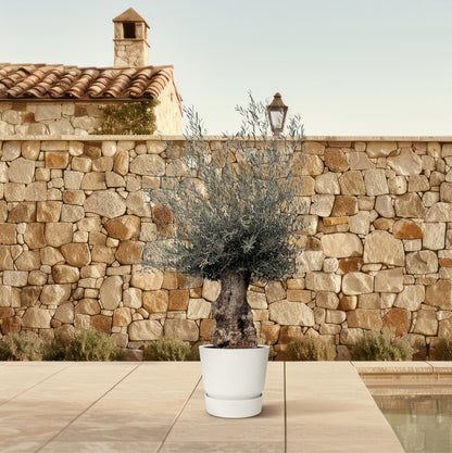 Olea Europaea Bonsai - 270cm - Ø80 - Happy City Plants