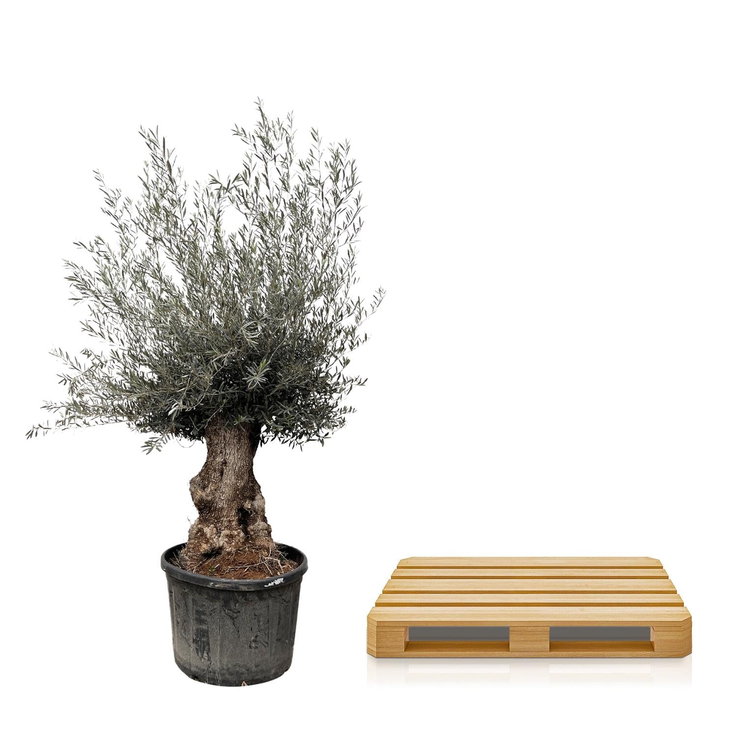 Olea Europaea Bonsai - 270cm - Ø80 - Happy City Plants