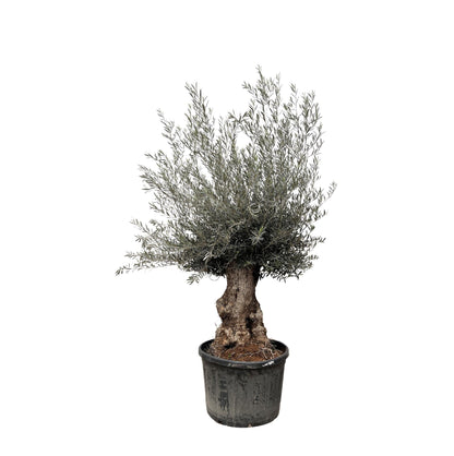 Olea Europaea Bonsai - 270cm - Ø80 - Happy City Plants