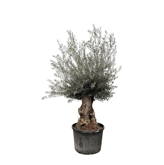 Olea Europaea Bonsai - 270cm - Ø80 - Happy City Plants