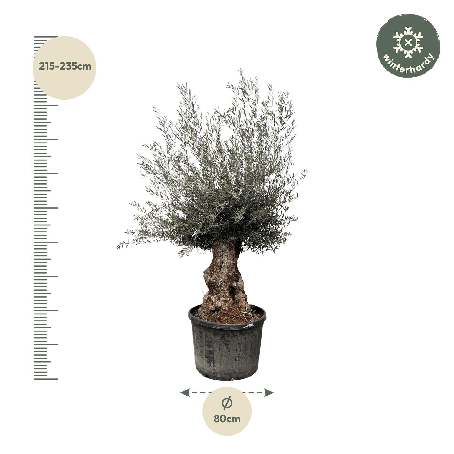 Olea Europaea Bonsai - 270cm - Ø80 - Happy City Plants