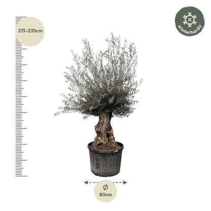 Olea Europaea Bonsai - 270cm - Ø80 - Happy City Plants
