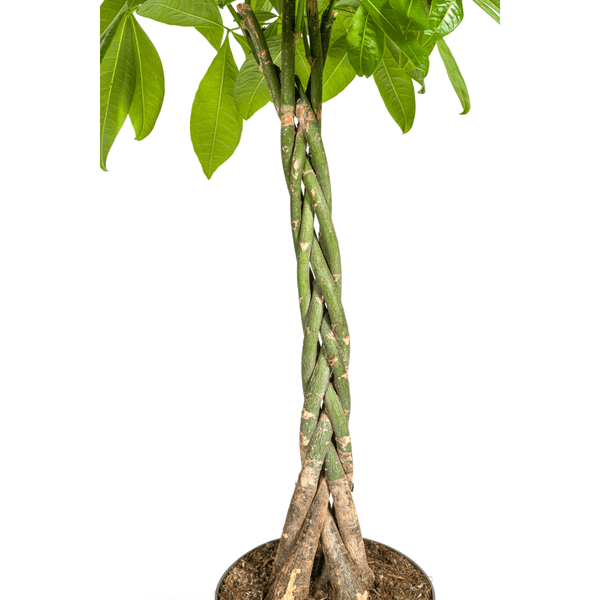 Pachira Aquatica Ø27cm - ↕140 - 150cm - Happy City Plants