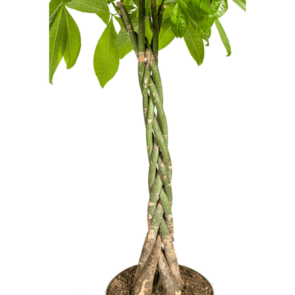 Pachira Aquatica Ø27cm - ↕140 - 150cm - Happy City Plants