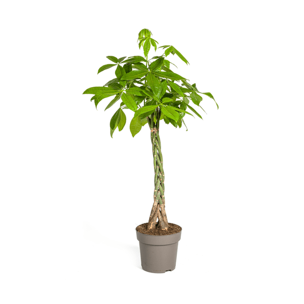 Pachira Aquatica Ø27cm - ↕140 - 150cm - Happy City Plants