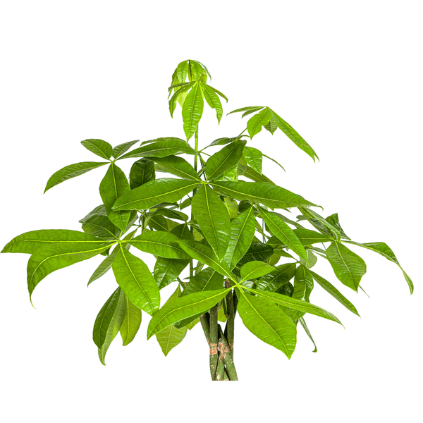 Pachira Aquatica Ø27cm - ↕140 - 150cm - Happy City Plants