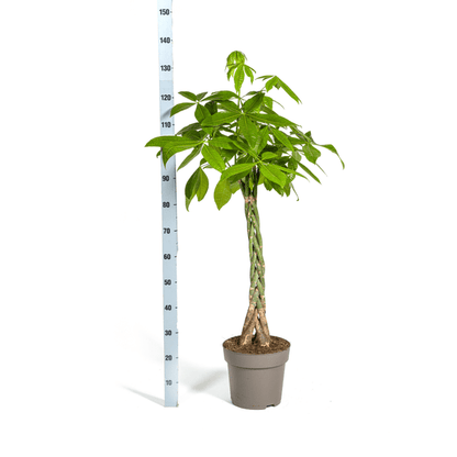 Pachira Aquatica Ø27cm - ↕140 - 150cm - Happy City Plants