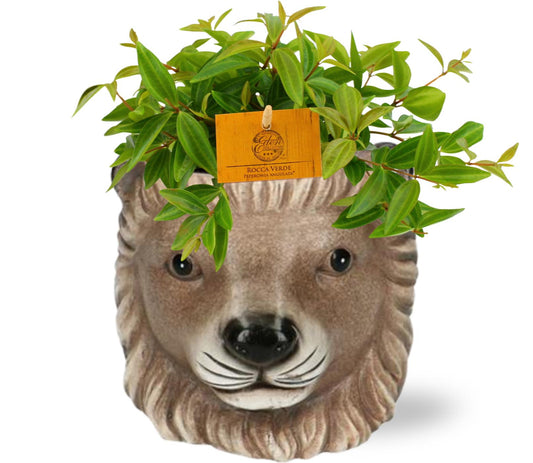 Peperomia Ang. Rocca Vivace - Ø11cm - ↕15cm + Planter Leeuw D11/13x10cm - Bruin - Happy City Plants