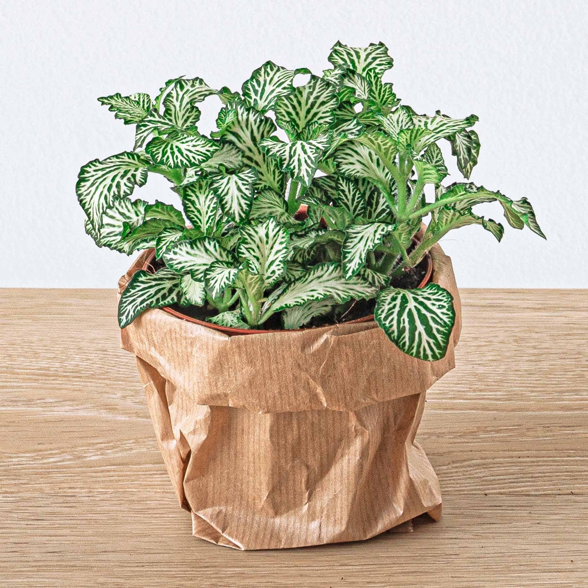Planten terrarium navulling & Startpakket - Ficus Ginseng bonsai - Happy City Plants
