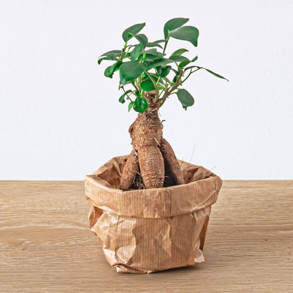 Planten terrarium navulling & Startpakket - Ficus Ginseng bonsai - Happy City Plants