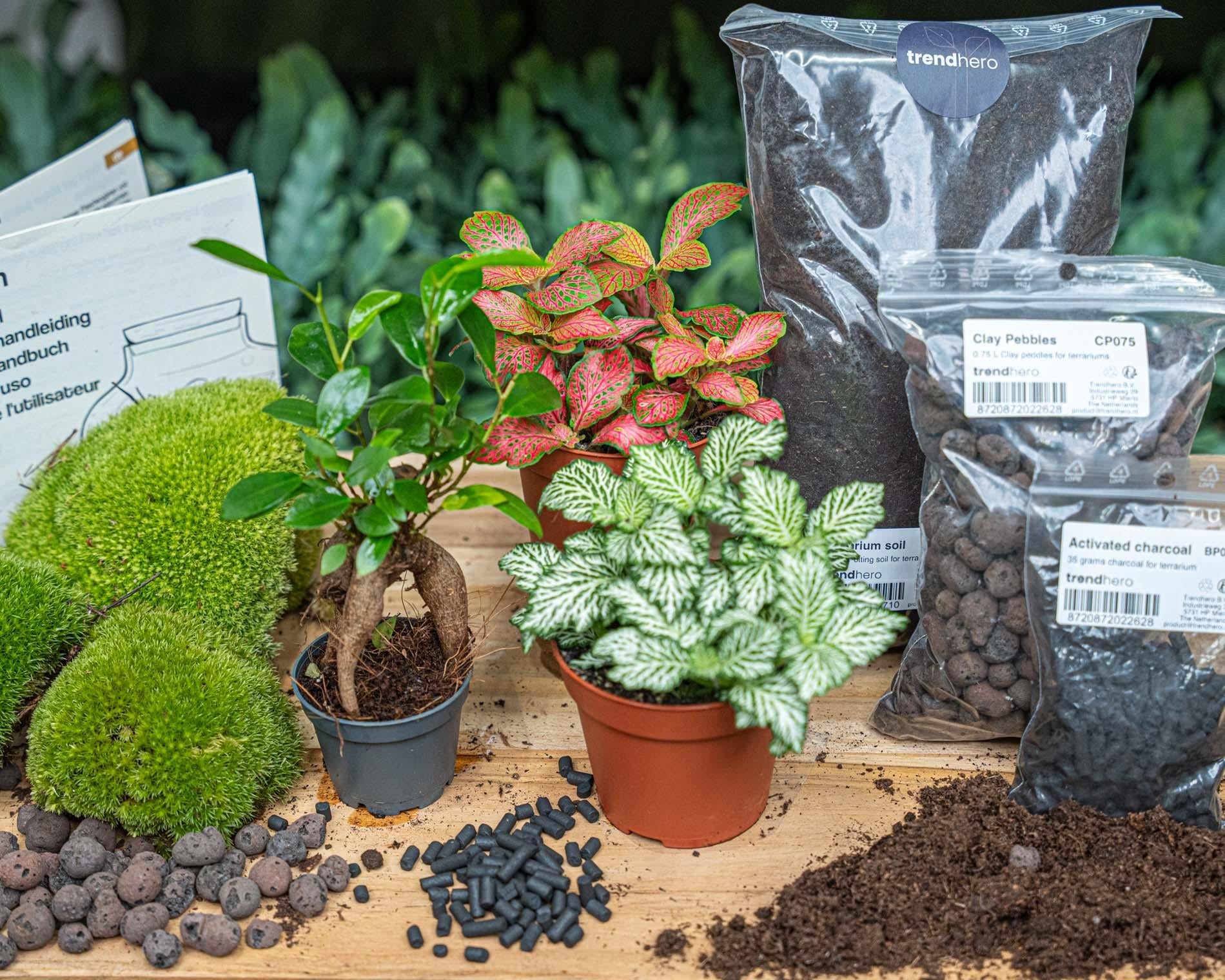 Planten terrarium navulling & Startpakket - Ficus Ginseng bonsai - Happy City Plants