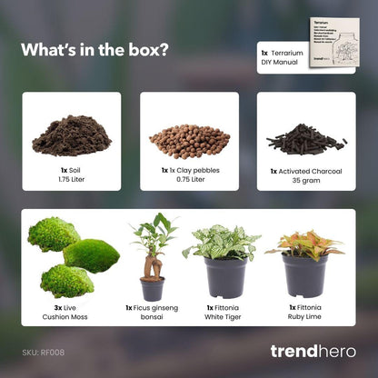 Planten terrarium navulling & Startpakket - Ficus Ginseng bonsai - Happy City Plants