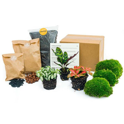 Planten terrarium pakket Calathea Lancifolia - Navulling & Startpakket - DIY - Happy City Plants