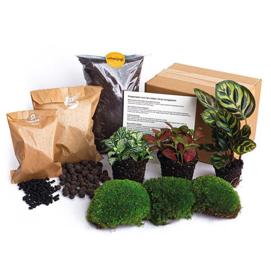 Planten terrarium pakket - DIY - Calathea Makoyana - Navulling & Startpakket - Package 2 - Happy City Plants