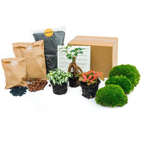 Planten terrarium pakket - Ficus Ginseng bonsai - Navulling & Startpakket - DIY - Happy City Plants