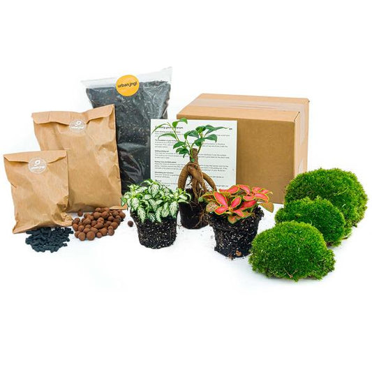 Planten terrarium pakket - Ficus Ginseng bonsai - Navulling & Startpakket - DIY - Happy City Plants