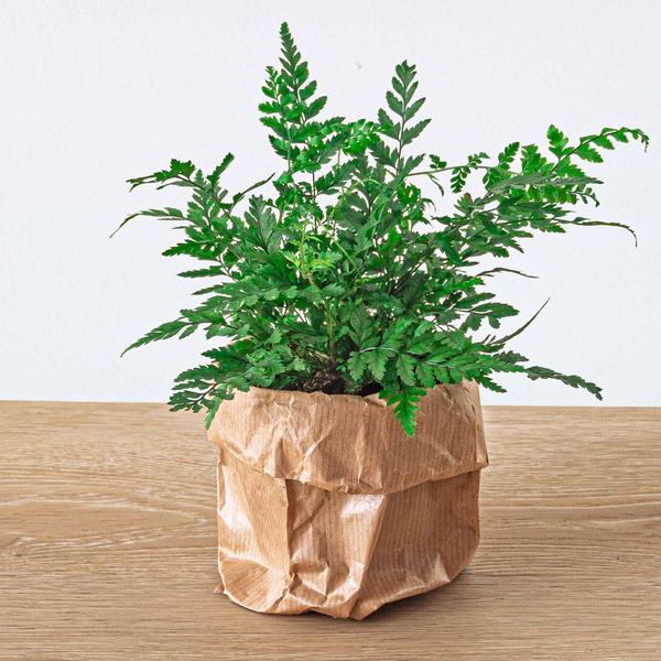Planten terrarium pakket - Jungle 5 - Coffea - Varen - Palm - 2x Fittonia - Navulling & Startpakket - DIY - Happy City Plants