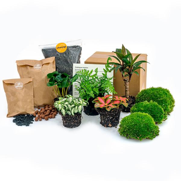 Planten terrarium pakket - Jungle 5 - Coffea - Varen - Palm - 2x Fittonia - Navulling & Startpakket - DIY - Happy City Plants