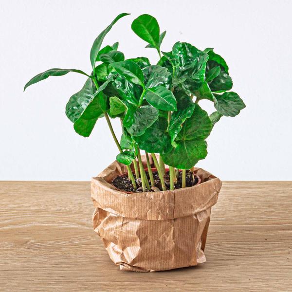 Planten terrarium pakket - Jungle 5 - Coffea - Varen - Palm - 2x Fittonia - Navulling & Startpakket - DIY - Happy City Plants
