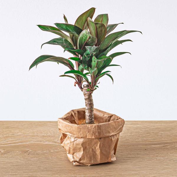 Planten terrarium pakket - Jungle 5 - Coffea - Varen - Palm - 2x Fittonia - Navulling & Startpakket - DIY - Happy City Plants