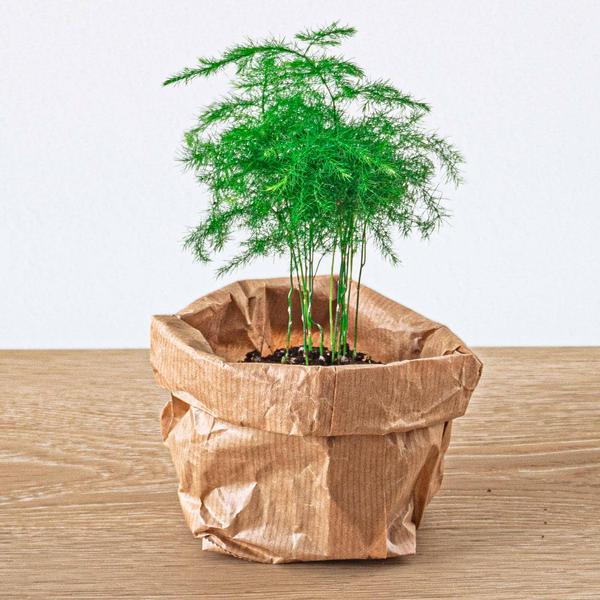 Planten terrarium pakket - Lancifolia - Bonsai - Asparagus - 5 planten - Navulling & Startpakket - DIY - Happy City Plants