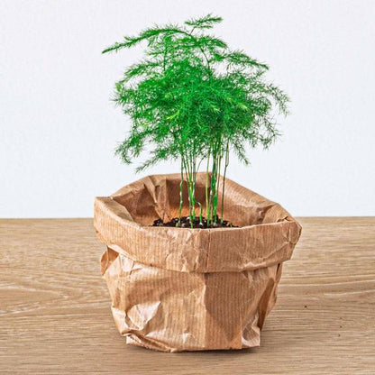 Planten terrarium pakket - Lancifolia - Bonsai - Asparagus - 5 planten - Navulling & Startpakket - DIY - Happy City Plants