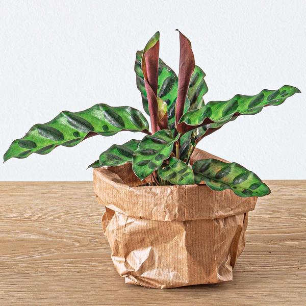 Planten terrarium pakket - Lancifolia - Bonsai - Asparagus - 5 planten - Navulling & Startpakket - DIY - Happy City Plants