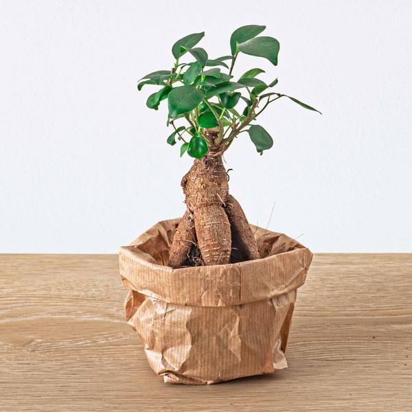 Planten terrarium pakket - Lancifolia - Bonsai - Asparagus - 5 planten - Navulling & Startpakket - DIY - Happy City Plants