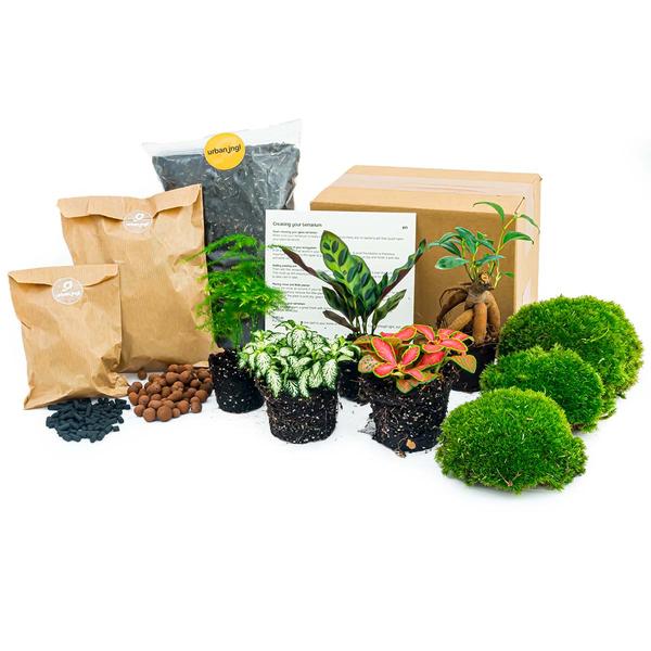 Planten terrarium pakket - Lancifolia - Bonsai - Asparagus - 5 planten - Navulling & Startpakket - DIY - Happy City Plants