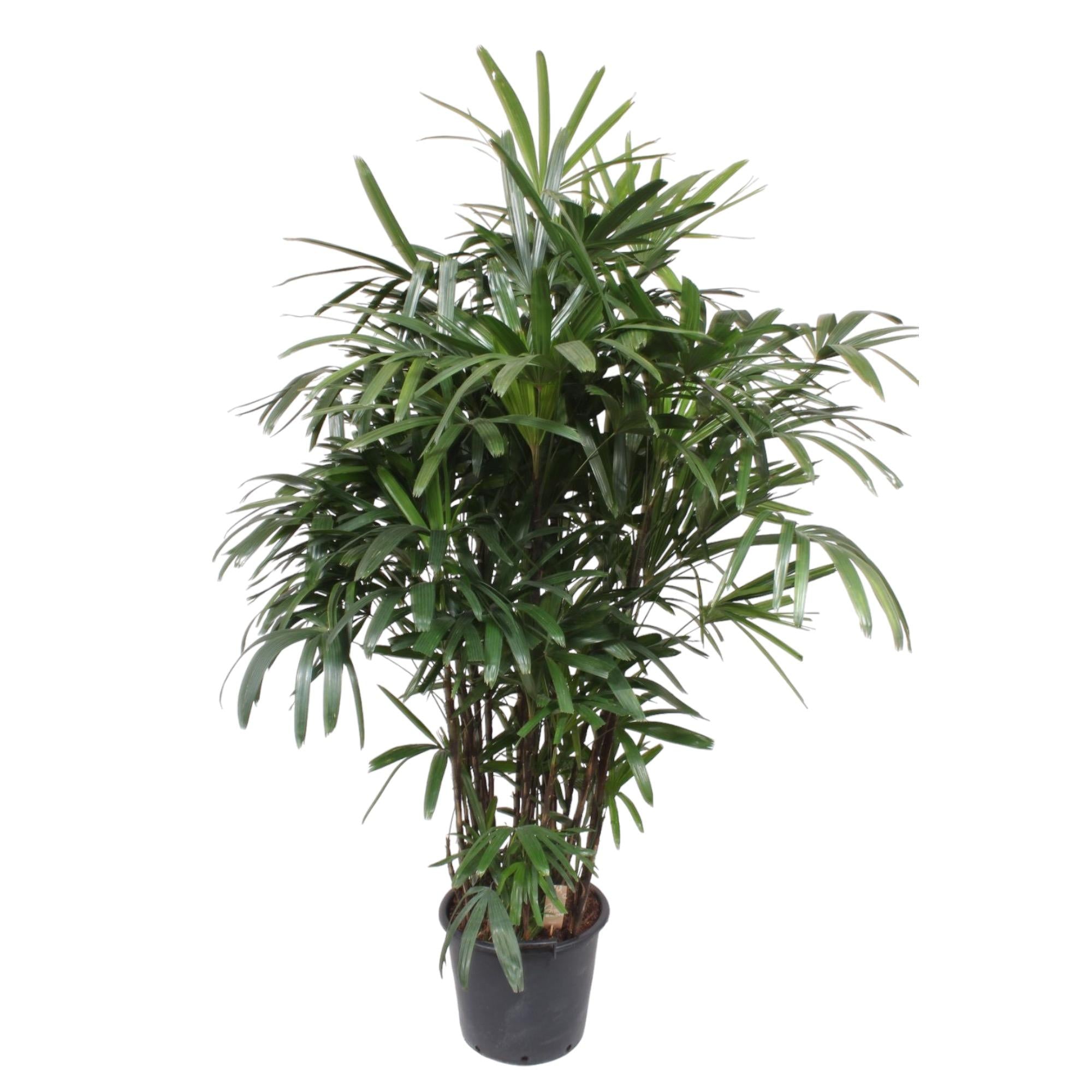 Rhapis Excelsa - 190 cm - ø40 - Happy City Plants
