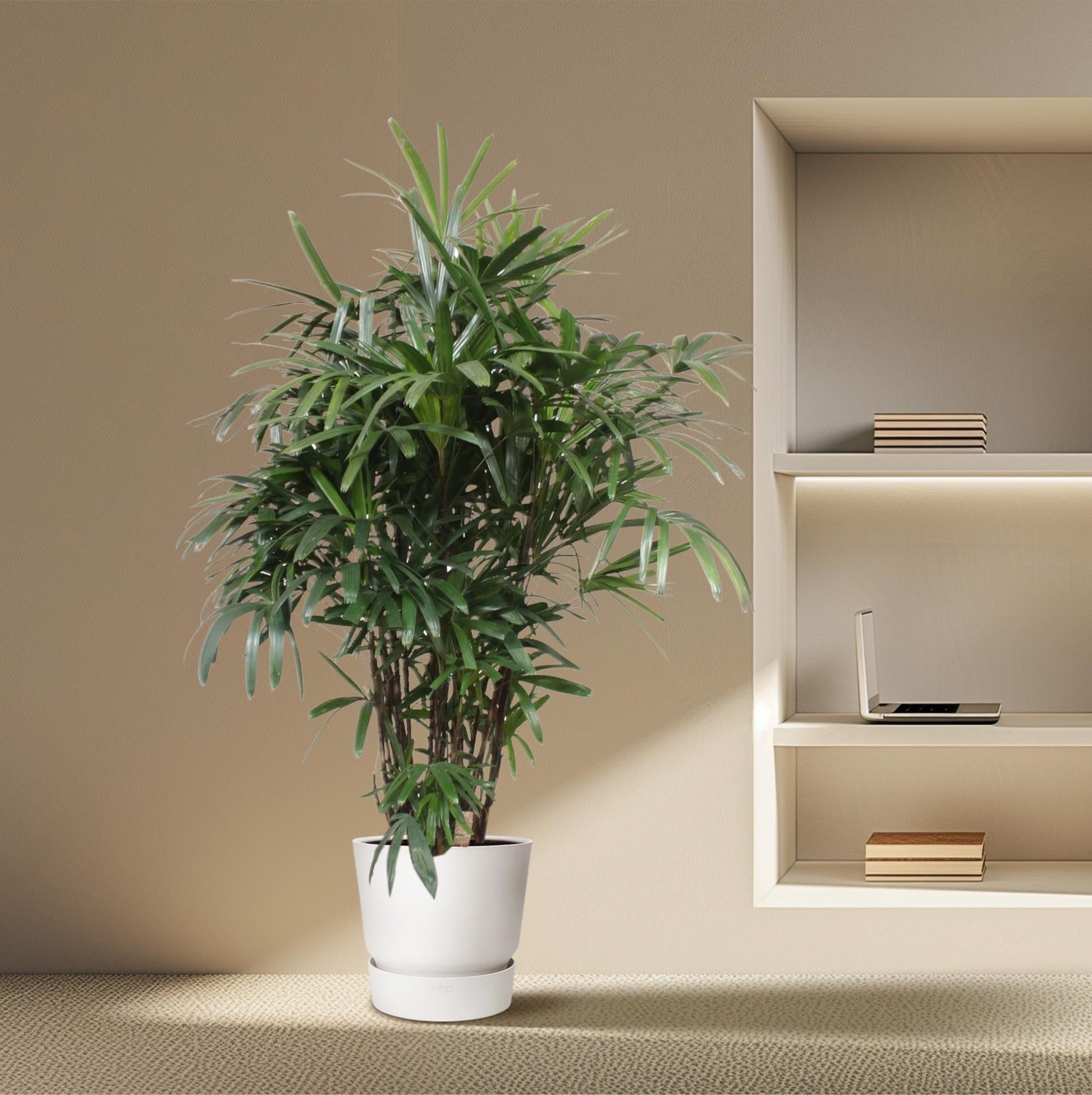 Rhapis Excelsa - 190 cm - ø40 - Happy City Plants