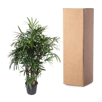Rhapis Excelsa - 190 cm - ø40 - Happy City Plants