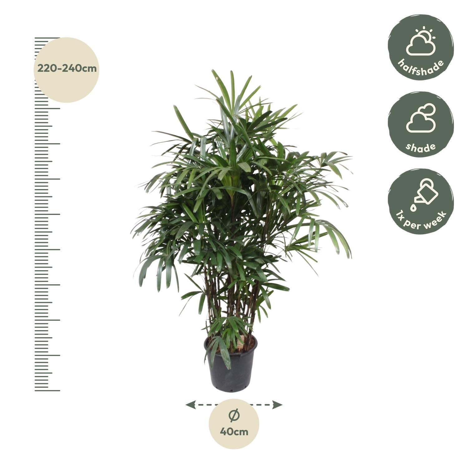 Rhapis Excelsa - 190 cm - ø40 - Happy City Plants