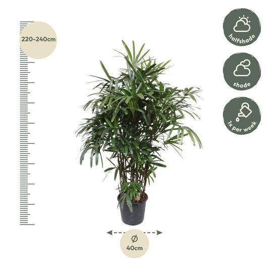 Rhapis Excelsa - 190 cm - ø40 - Happy City Plants