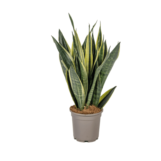 Sansevieria Trifasciata Canary Ø17cm - ↕45 - 55cm - Happy City Plants